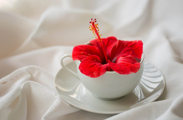 Red hibiscus flower in a white cup on a white background.