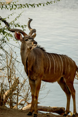 Portrait Kudu