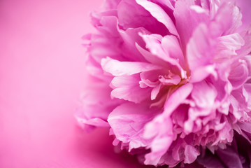 Close up of pink peony on pink background.