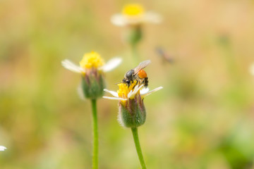 Bees find nectar from flowers, bees, insects, nature.