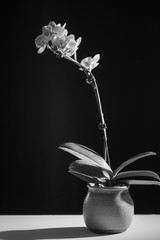 Close up of orchid flower in monochrome.