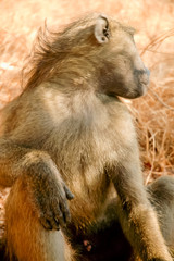Portrait Baboon