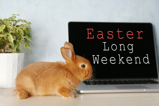 Cute red bunny sitting near laptop