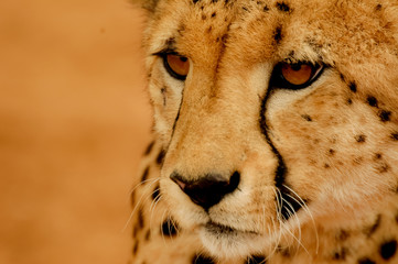 Cheetah portrait