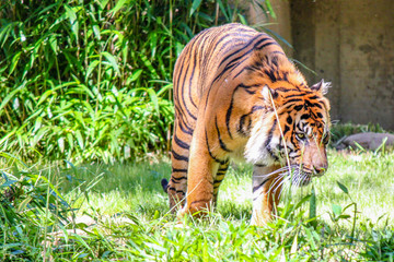 Tiger Walking Around in the Grass