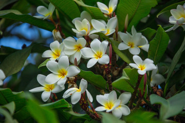 Fototapeta premium Beautiful white flowers of plumeria (frangipani) blooming on the brunch