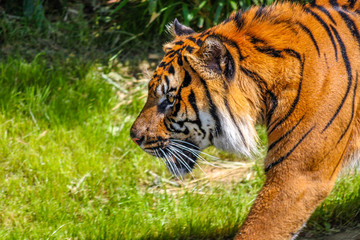 Tiger Walking Around in the Grass