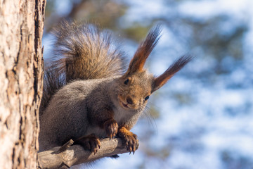 Funny squirrel sitting on the tree