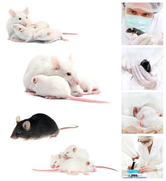 Animal research - scientists and laboratory mice, picture set