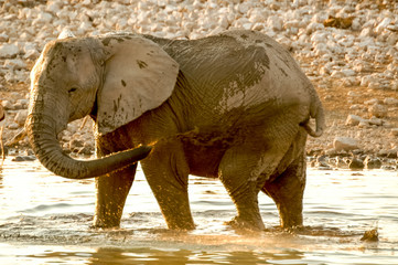 Fototapeta na wymiar Elephant in the water
