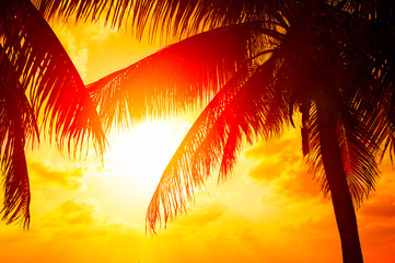 Zonsondergangstrand met palmbomen en prachtig luchtlandschap. Mooie silhouetten van kokospalmen over oranje zon