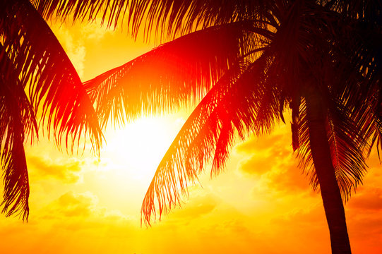 Sunset beach with palm trees and beautiful sky landscape. Beautiful coconut palms silhouettes over orange sun