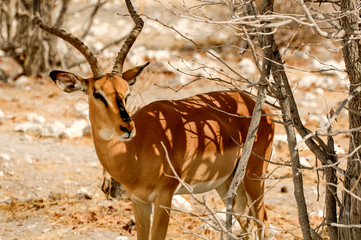 Portrait Antelope