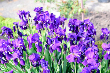 Purple Flowers