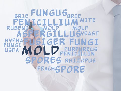 Mold