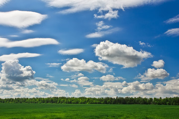 Beautiful green field and blue cloudy sky.