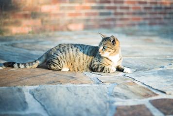 cat sitting on patio in sun