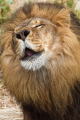 Male Lion with Gentle Roar