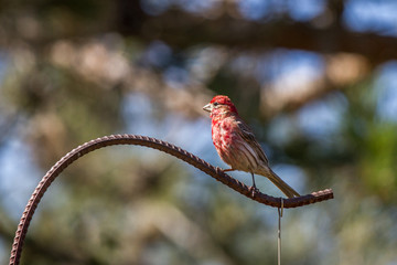 Purple Finch on Rebar