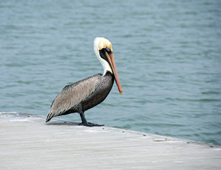 Florida pelican on ocean pier