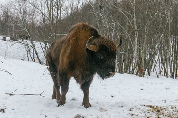 Adult European Bison in National Park