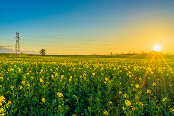 Rapeseed flower field at sunset