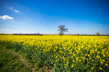 Tree with yellow blooming rape flowers