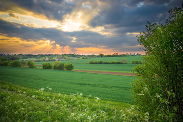 Naklejka premium Green meadow at beautiful sunset light