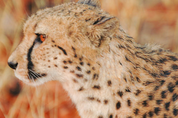 Cheetah in the desert