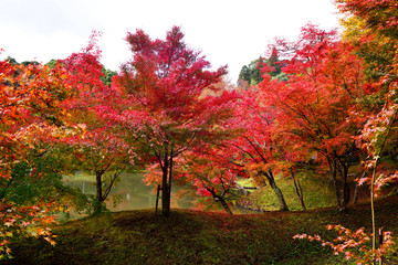Naklejka premium 用作公園の紅葉