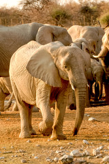 Elephant in Etosha