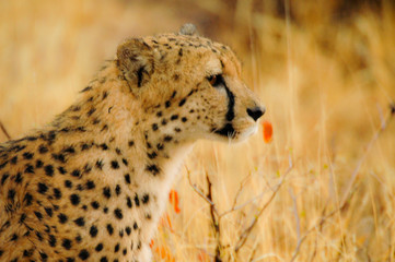 Cheetah in the desert