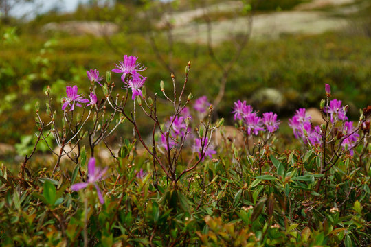 Rhododendron canadense  (he rhodora) purple flowering shrub close up