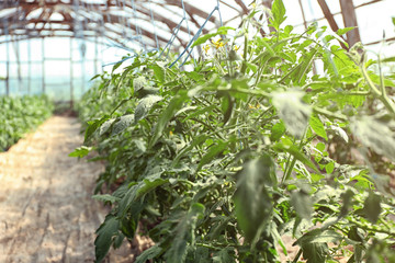 Green plants in the vegetable garden