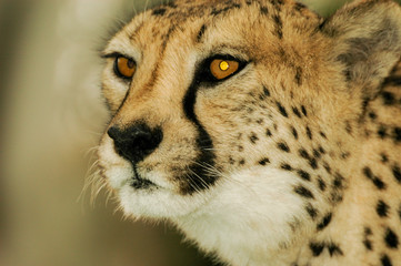 Cheetah in the desert