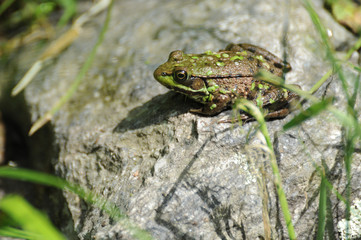 Algae Covered Green Frog Sunning Itself on a Rock