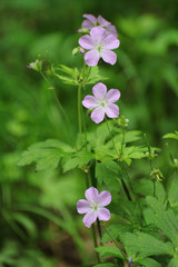 Spotted Crane's-Bill Flowers Lined Up in a Row