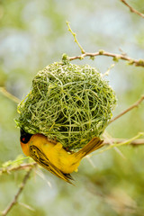 Yellow bird in Etosha