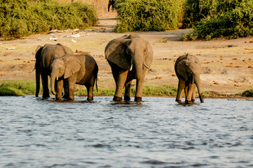 Elephant in the desert