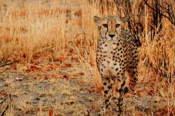 Cheetah in Namibia