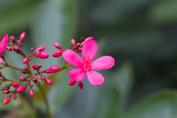 Obraz na płótnie Canvas Peregrina or Spicy Jatropha flower