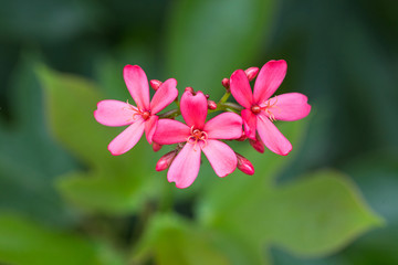 Obraz na płótnie Canvas Peregrina or Spicy Jatropha flower