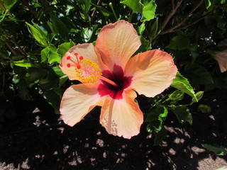 Hibiskus © Konstantin