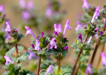 Henbit flowers or Lamium amplexicaule in spring