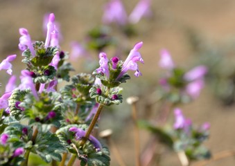 Obraz premium Henbit flowers or Lamium amplexicaule in spring