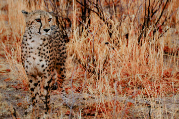 Camouflagge Cheetah