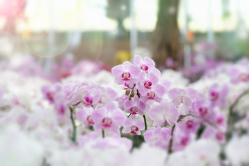 orchid
