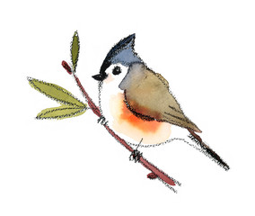 Watercolor Bird Titmouse on the Branch With Leaves Hand Painted Illustration isolated on white background