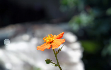 Bl&uuml;te orange Garten