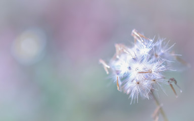 dandelion close up for background.